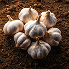 garlic